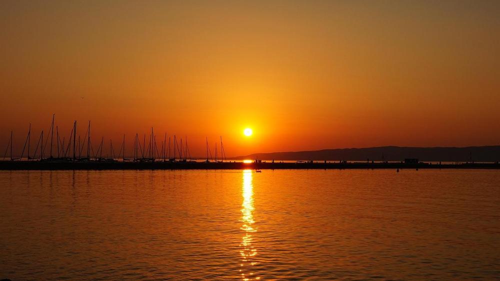 Döglött hal a balatonban.