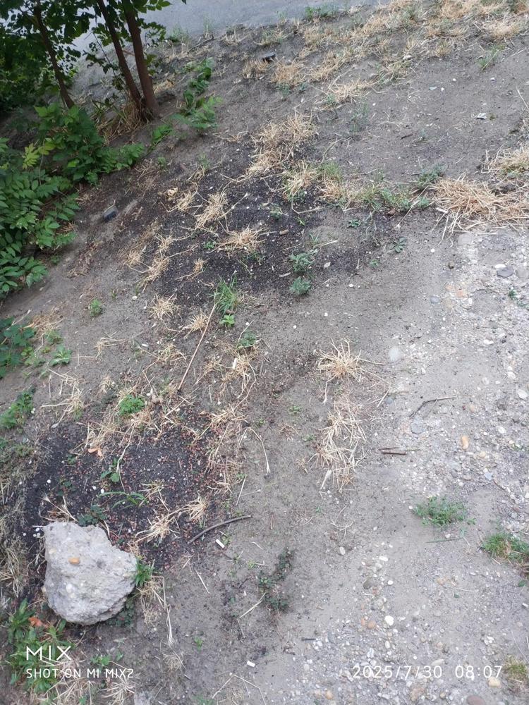 Fölösleges kaszálás Újpesten (képek a 1406-os bejelentéshez)